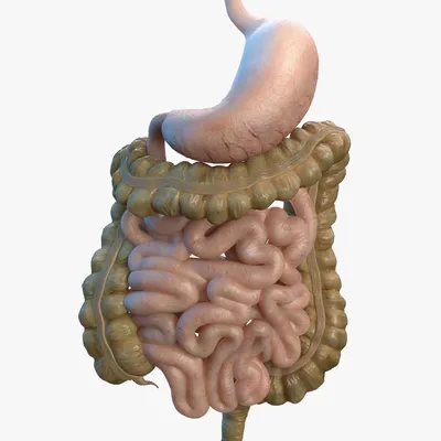 Толстый кишечник модель поражения заболевания кишечника толстая кишка  человека модель поражения | AliExpress
