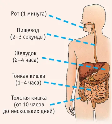 Лечение кишечника. Лечение лечение кишечника от ведущих докторов | Лучшие  клиники | Отзывы | Patient-mt.ru