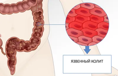 7 интересных фактов о кишечнике. — Татьяна Тарновская на TenChat.ru