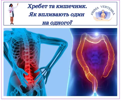 Тонкий кишечник. Строение тонкого кишечника - плакат (ID#1602347486), цена:  31 ₴, купить на Prom.ua