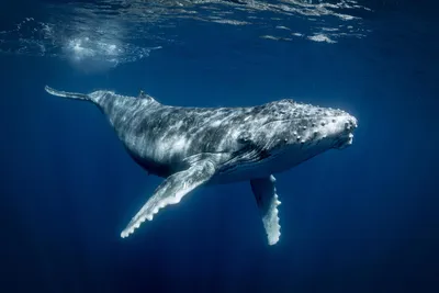 Поющие тихоходы: тайная жизнь горбатых китов | Вокруг Света