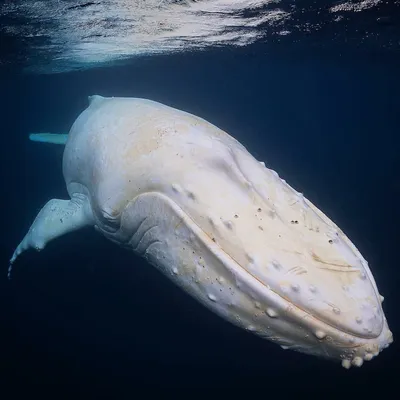 Белый кит - единственный, но не одинокий | Worldofnature | Дзен