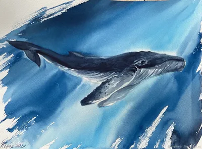 В Испании сняли на видео огромного кита со сколиозом — Сноб