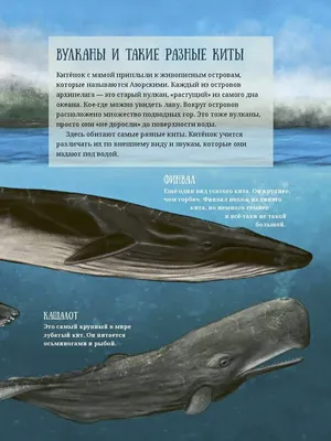 синий кит выпрыгивает из океана Иллюстрация штока - иллюстрации  насчитывающей китовидно, угрожано: 271604669