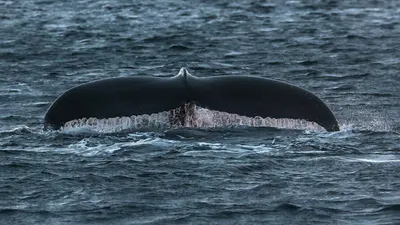 Видео: в Охотском море спасают гренландского кита