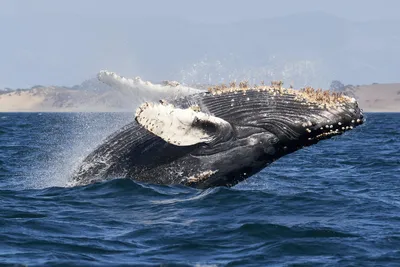 Фотообои Синий кит плывёт по чёрно-белому космосу артикул Ch-706 купить в  Воронеже | интернет-магазин ArtFresco