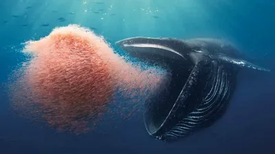 Горбатый кит проглотил, а потом выплюнул ловца лобстеров. Мужчина пробыл во  рту животного 40 секунд
