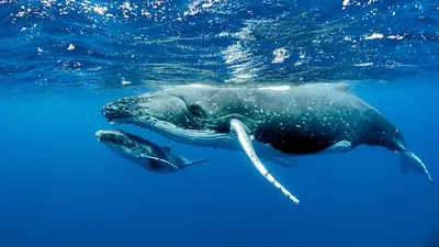 Синий кит: больше, чем мегалодон | Окружающий мир | Дзен