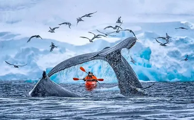 Как живёт синий кит: несколько особенностей из жизни крупнейшего усатого  кита | Пикабу