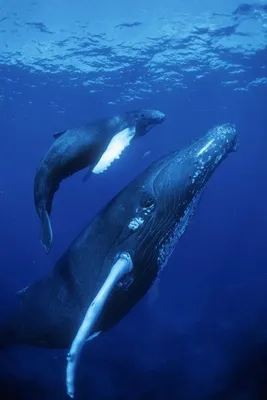Иона наших дней: кит проглотил ныряльщика в США