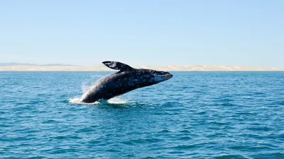 Путешествие серого кита в Средиземноморье | Euronews