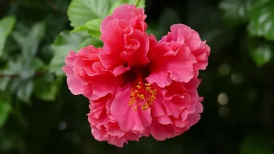 Купить Китайская роза по цене 5 600 руб. в интернет магазине Stereo Flowers
