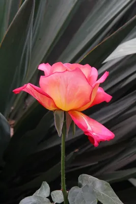 Гибискус или китайская роза, красные цветы