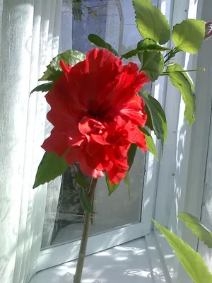 Реалистичный красный гибискус, китайская роза. Stock Vector | Adobe Stock