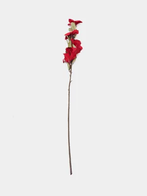 Розовый Китайская Роза, Чистка Цветок Или Цветок Красный Гибискус С  Зелеными Листьями, Научное Название, Как Гибискус Роза Sinensis L.  Фотография, картинки, изображения и сток-фотография без роялти. Image  68775309