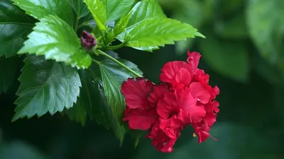 Выращивание китайской розы (гибискуса) в домашних условиях | Вета-Парк |  Дзен