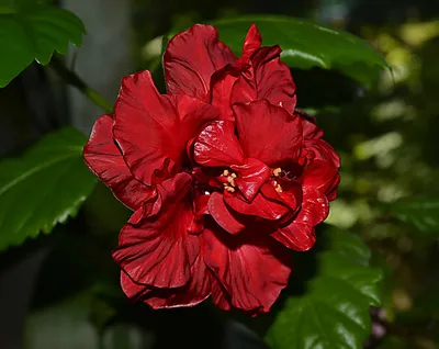 Гибискус махровый - китайская роза (ID#106438334), цена: 65 ₴, купить на  Prom.ua