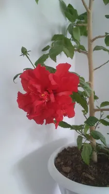 Китайская роза - Гибискус, описание и характеристики