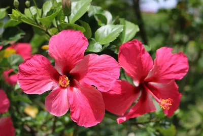 Гибискус (Китайская роза) Surprising Hibiscus Flower - YouTube