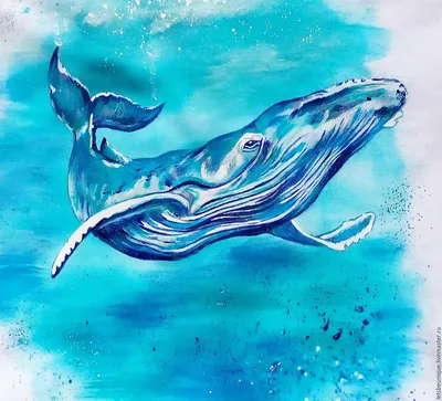 китовый кит PNG , кит, рыба, морское дно PNG рисунок для бесплатной загрузки