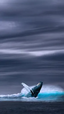 Обои кит, океан, небо, whale, ocean, sky, 5k, Природа #15780