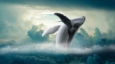 горбатый кит плавает в голубой воде Фон Обои Изображение для бесплатной  загрузки - Pngtree