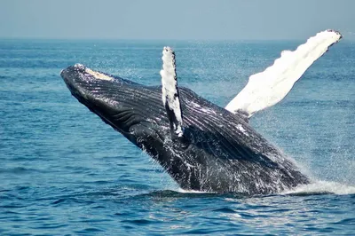 Что нужно знать о наблюдении за китами в Бостоне - Городские впечатления
