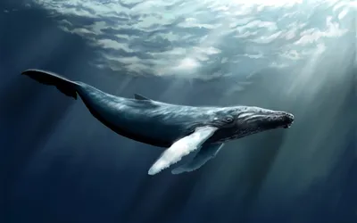 Синий кит обои - 67 фото