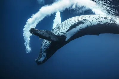В какое время года можно увидеть китов в Мурманске и Териберке