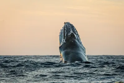 ᐉ Обои Caselio Sea you soon SYO102799298 золотые киты на черном фоне купить  в Украине недорого | Мир Обоев