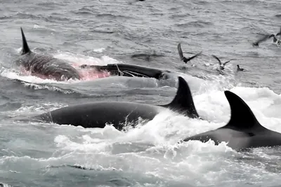 Фотообои Сказочные киты на стену. Купить фотообои Сказочные киты в  интернет-магазине WallArt