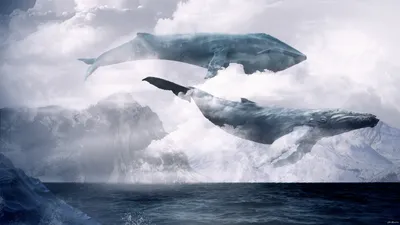 А вы любите летающих китов? | Пикабу