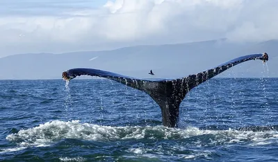 синий кит обои фон Обои Изображение для бесплатной загрузки - Pngtree