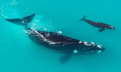 Большой синий кит на гавайях Стоковое Изображение - изображение  насчитывающей их, интересно: 193302669