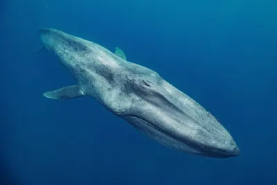 На Камчатке ученые опубликовали видео с серыми китами, снятое в экспедиции  | ОБЩЕСТВО | АиФ Камчатка