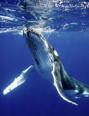 изолированные киты на белом фоне. коллекция океанских животных Иллюстрация  вектора - иллюстрации насчитывающей убийца, малыш: 223830853