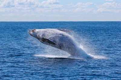 Где в России посмотреть на китов – интересные места в 2023 году, факты о –  Tripster.ru