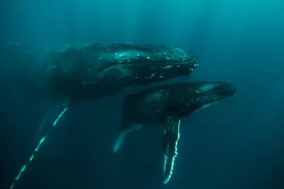 В Индонезии киты выбрасываются на берег: уже третий раз за месяц - МЕТА