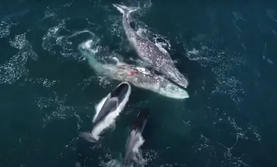 Общаются ли киты на разных концах планеты? — «Кедр.медиа»