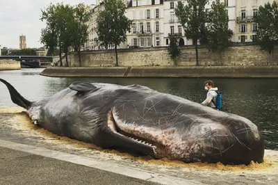Мертвого кита выкинуло на берег Камчатки - видео