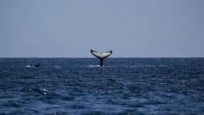 Экскурсия на китов в Квебеке с тур компанией CanadaGuideTour