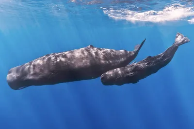 Биологи: киты всплывают на поверхность, чтобы пообщаться - Индикатор