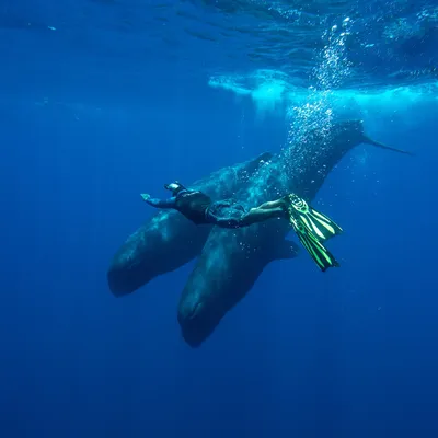 Более двухсот китов выбросились на мель у берегов Тасмании - 21.09.2022,  Sputnik Беларусь