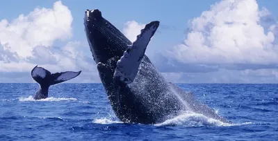 Наблюдение за китами на Маврикии: где и когда их можно увидеть