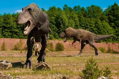 Картинки виды динозавров с названиями (28 фото) • Прикольные картинки и  юмор | Динозавр, Динозавры, Картинки