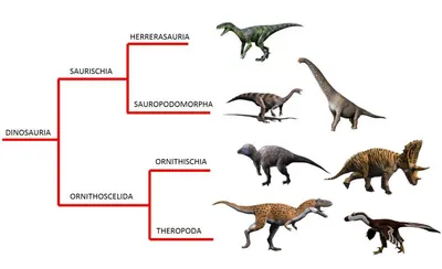 Рогатые динозавры | это... Что такое Рогатые динозавры?