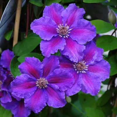 Clematis montana 'Mayleen', Клематис горный 'Мейлин'