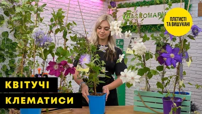 Клематис цельнолистный - 2-летка