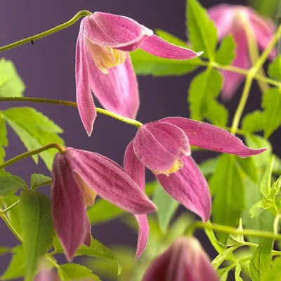 Clematis 'Multi Blue', Клематис 'Мульти Блу'|landshaft.info