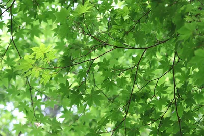 Дерево Клен Листья - Бесплатное фото на Pixabay - Pixabay